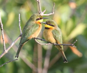 Little Bee-eater