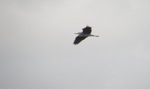 Grey Heron