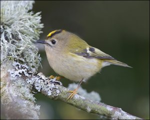 Goldcrest