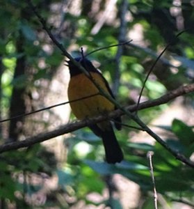 Rufous-bellied Niltava