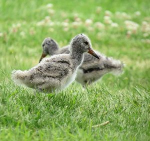 Young Variable Oystercatchers