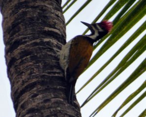 Lesser goldenbacked woodpecker