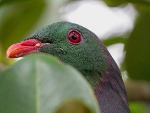 NZ Pigeon