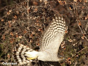 Sparrowhawk