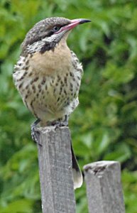 Spiny-cheeked Honeyeater