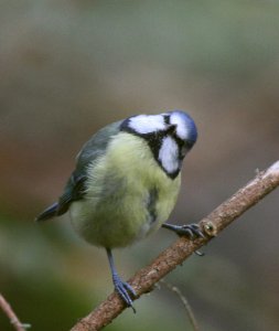 Blue Tit