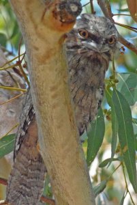 Tawny Frogmouth