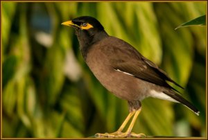 Common Myna