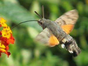 Hummingbird Hawkmoth