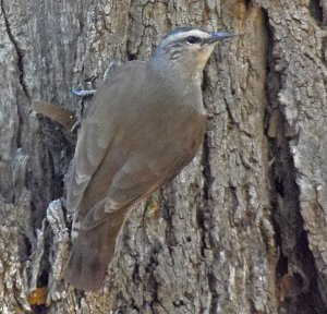 White-browed_Treecreeper1