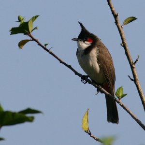 Red-whiskered Bulbul