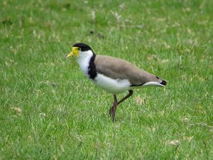 Spur-Winged Plover