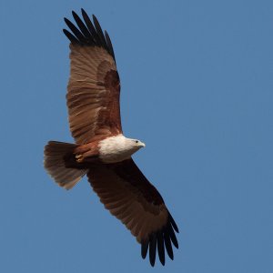 Brahminy Kite