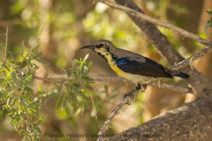 Purple Sunbird