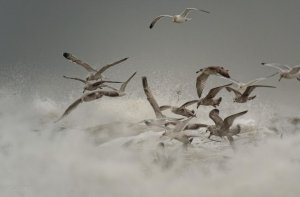 Gull Storm