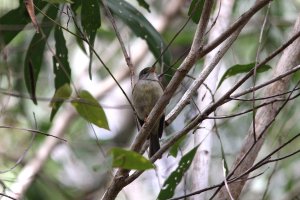 Yellow-legged flyrobin