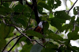 Black-winged Monarch