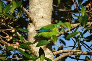 Double-eyed Fig Parrot