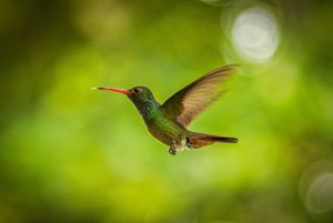 Humming bird