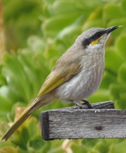 Singing Honeyeater