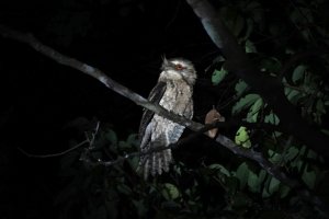 Marbled Frogmouth