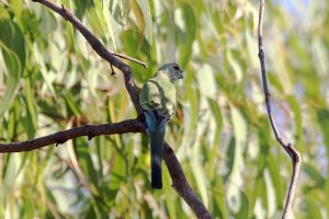 Golden-shouldered Parrot