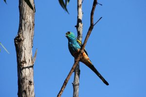 Golden-shouldered Parrot