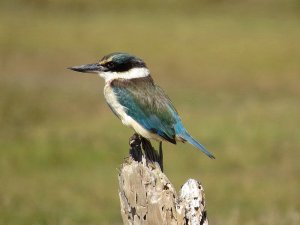 NZ Kingfisher