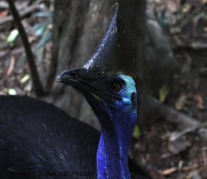 Southern Cassowary