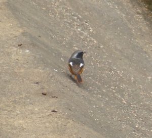 daurian redstart