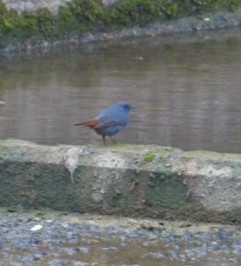 Plumbeous Redstart