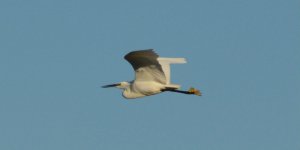 Little Egret (in flight)