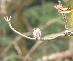 Asian Brown Flycatcher