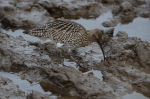 Curlew