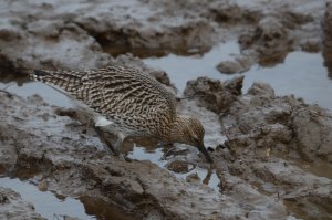 Curlew