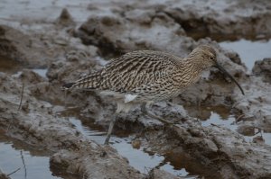 Curlew