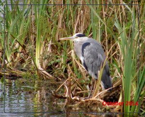 Grey Heron