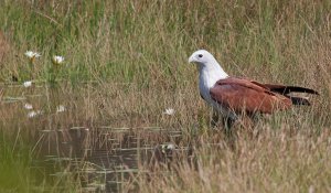 Brahminy Kite