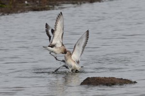 Black-Tailed Godwits