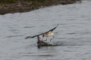 Black-Tailed Godwits