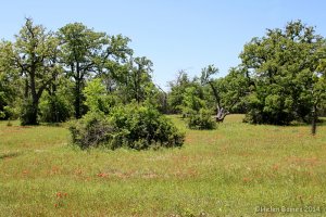 Springtime in our pasture