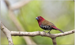 Red-throated Twinspot