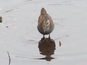 Water Rail