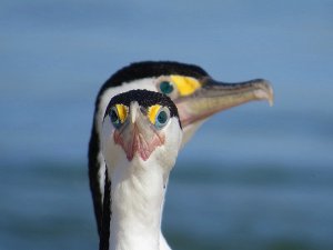 Pied Shags