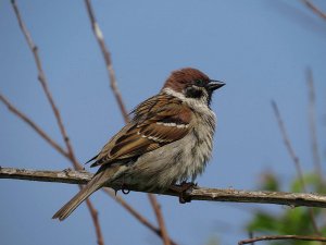 Tree Sparrow