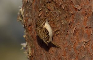 Treecreeper