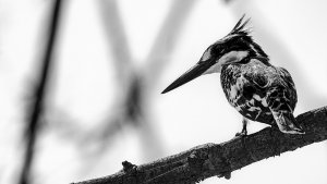 Pied Kingfisher - B&W