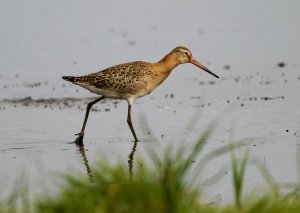 Black tailed godwit