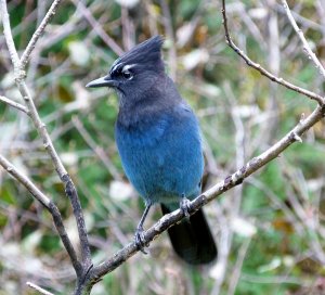 Steller's Jay