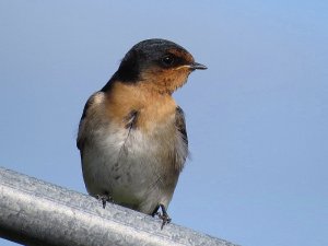 Welcome Swallow juvenile